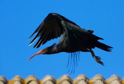 Northern Bald Ibis (Geronticus eremita)