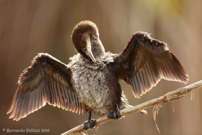 Pygmy Cormorant (Microcarbo pygmaeus)