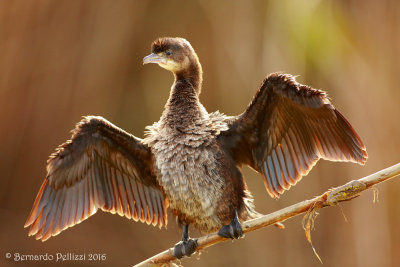 Pygmy Cormorant (Microcarbo pygmaeus)