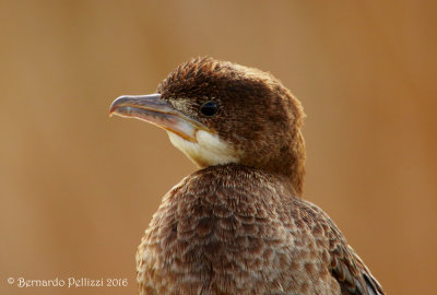 Pygmy Cormorant (Microcarbo pygmaeus)