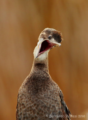 Pygmy Cormorant (Microcarbo pygmaeus)