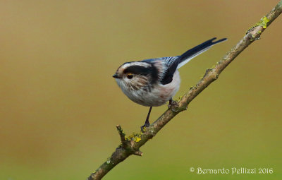 Long-tailed tit (Aegithalos caudatus)