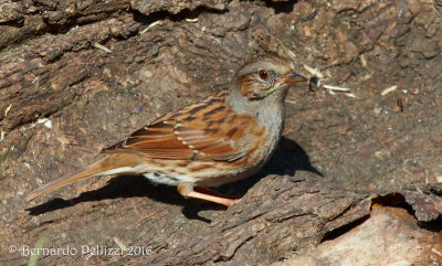 Dunnock (Prunella modularis)