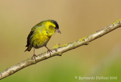 siskin (Spinus spinus)