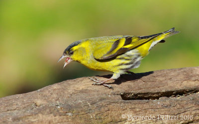 siskin (Spinus spinus)