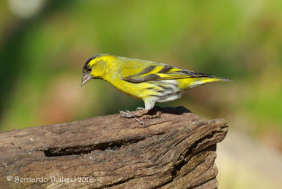 siskin (Spinus spinus)