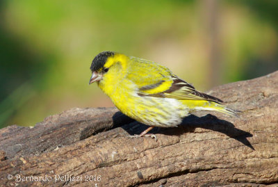 siskin (Spinus spinus)