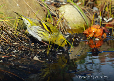 siskin (Spinus spinus)