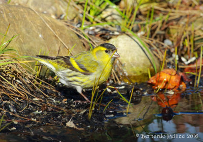 siskin (Spinus spinus)