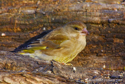 Greenfinch (Carduelis chloris)