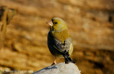 Greenfinch (Carduelis chloris)