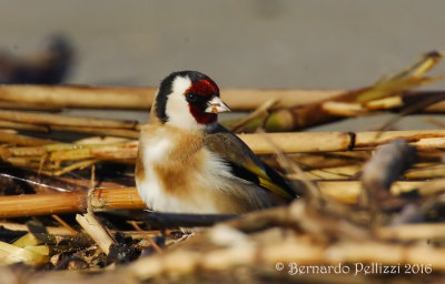 Goldfinch (Carduelis carduelis)
