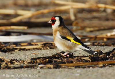 Goldfinch (Carduelis carduelis)