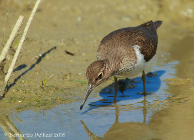 Common sandpiper (Actitis hypoleucos)