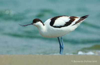 Avocet (Recurvirostra avosetta)