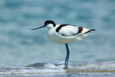 Avocet (Recurvirostra avosetta)