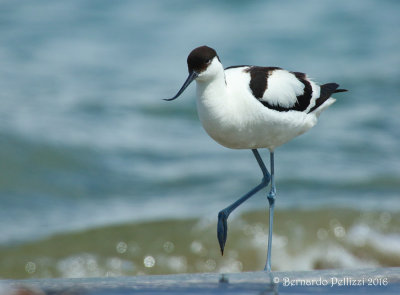 Avocet (Recurvirostra avosetta)