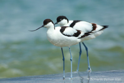 Avocet (Recurvirostra avosetta)