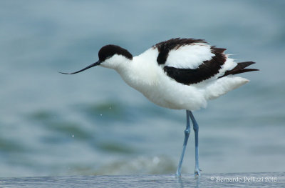 Avocet (Recurvirostra avosetta)