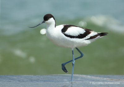 Avocet (Recurvirostra avosetta)