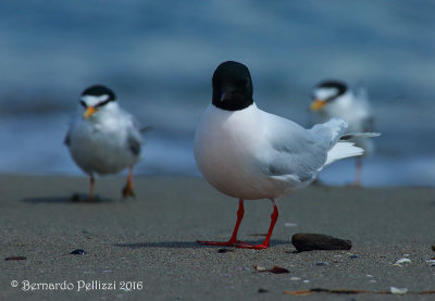 little gull (Hydrocoloeus minutus)