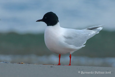 little gull (Hydrocoloeus minutus)