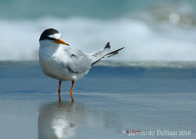 Little tern (Sterna albifrons)