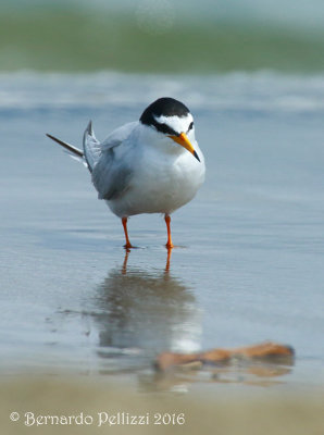 Little tern (Sterna albifrons)