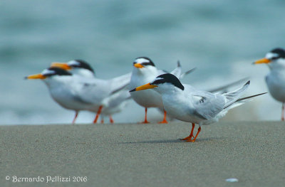 Little tern (Sterna albifrons)