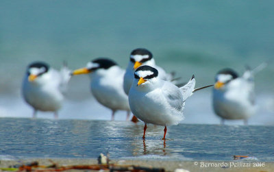 Little tern (Sterna albifrons)