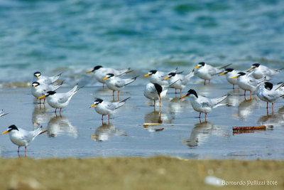 Little tern (Sterna albifrons)
