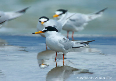 Little tern (Sterna albifrons)