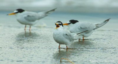 Little tern (Sterna albifrons)