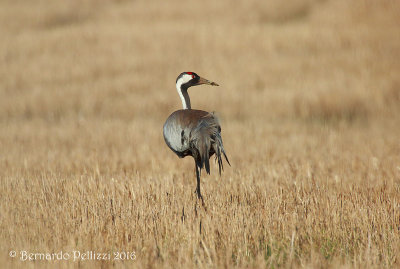Crane (Grus grus)