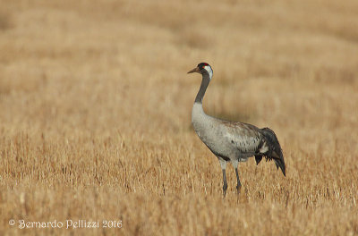 Crane (Grus grus)