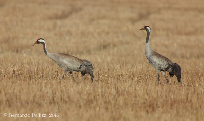 Crane (Grus grus)