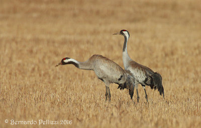 Crane (Grus grus)