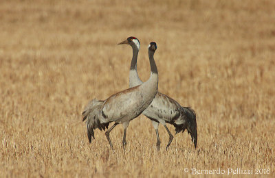Crane (Grus grus)