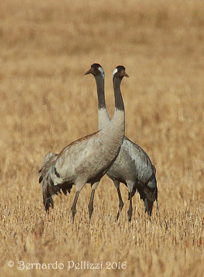 Crane (Grus grus)