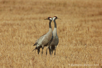 Crane (Grus grus)