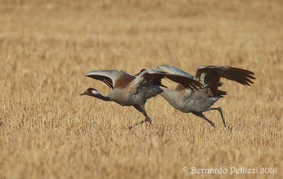 Crane (Grus grus)