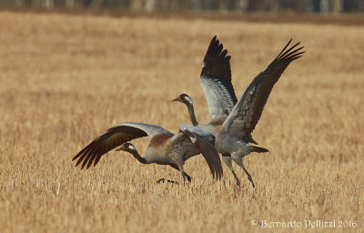 Crane (Grus grus)