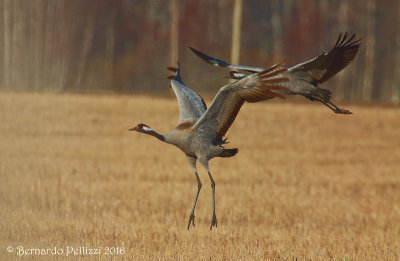 Crane (Grus grus)
