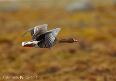 White fronted goose