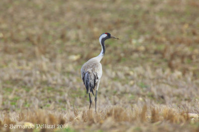 Crane (Grus grus)