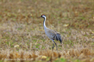 Crane (Grus grus)