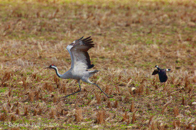 Crane (Grus grus)