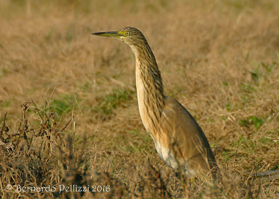 Squacco heron (Ardeola ralloides)