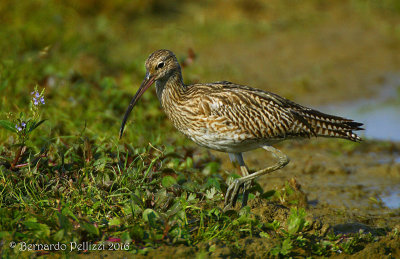 Eurasian curlew (Numenius arquata)