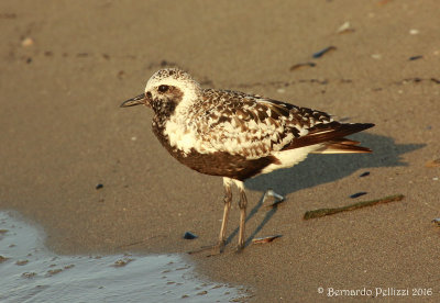 Grey plover (Pluvialis squatarola)